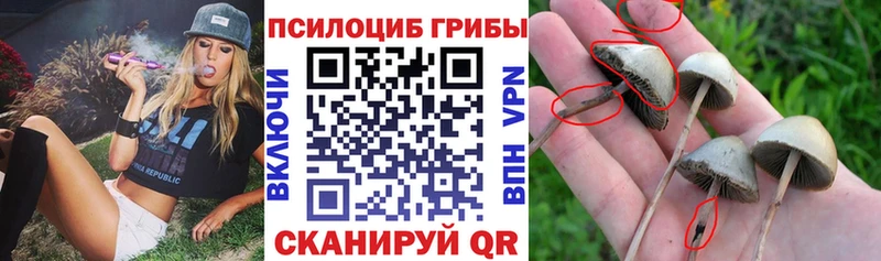Псилоцибиновые грибы Magic Shrooms  Великий Устюг 