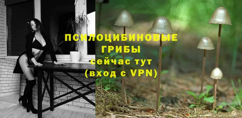 Галлюциногенные грибы MAGIC MUSHROOMS  ОМГ ОМГ как зайти  Великий Устюг 